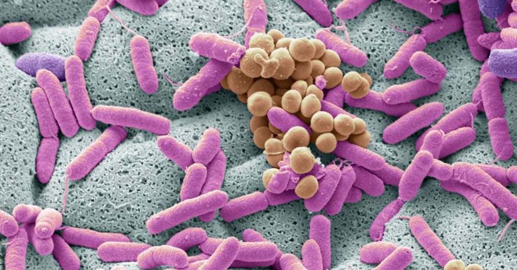 La microbiota y el sistema inmune: ¿cómo cuidarlos?